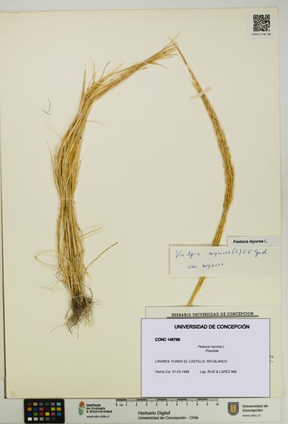 Festuca myuros [Espécimen: UDEC:CONC:0146798]