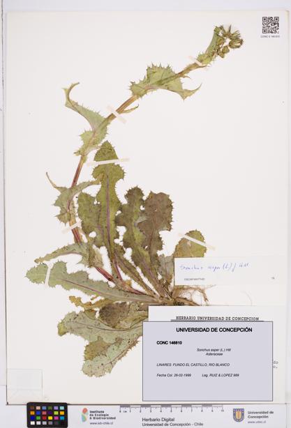 Sonchus asper [Espécimen: ]
