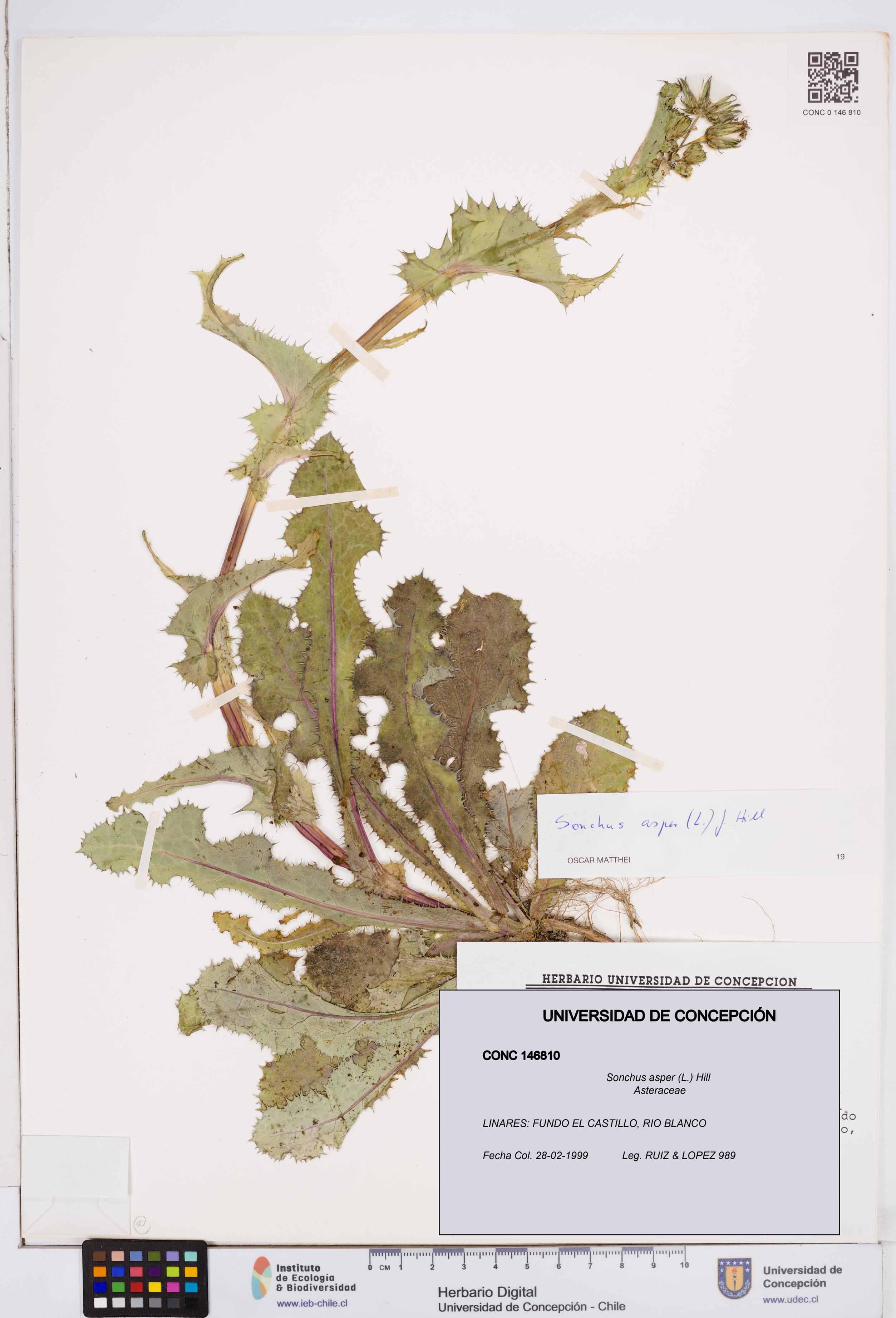 Sonchus asper [Espécimen: ]