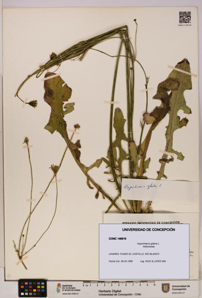 Hypochaeris glabra [Espécimen: UDEC:CONC:0146815]