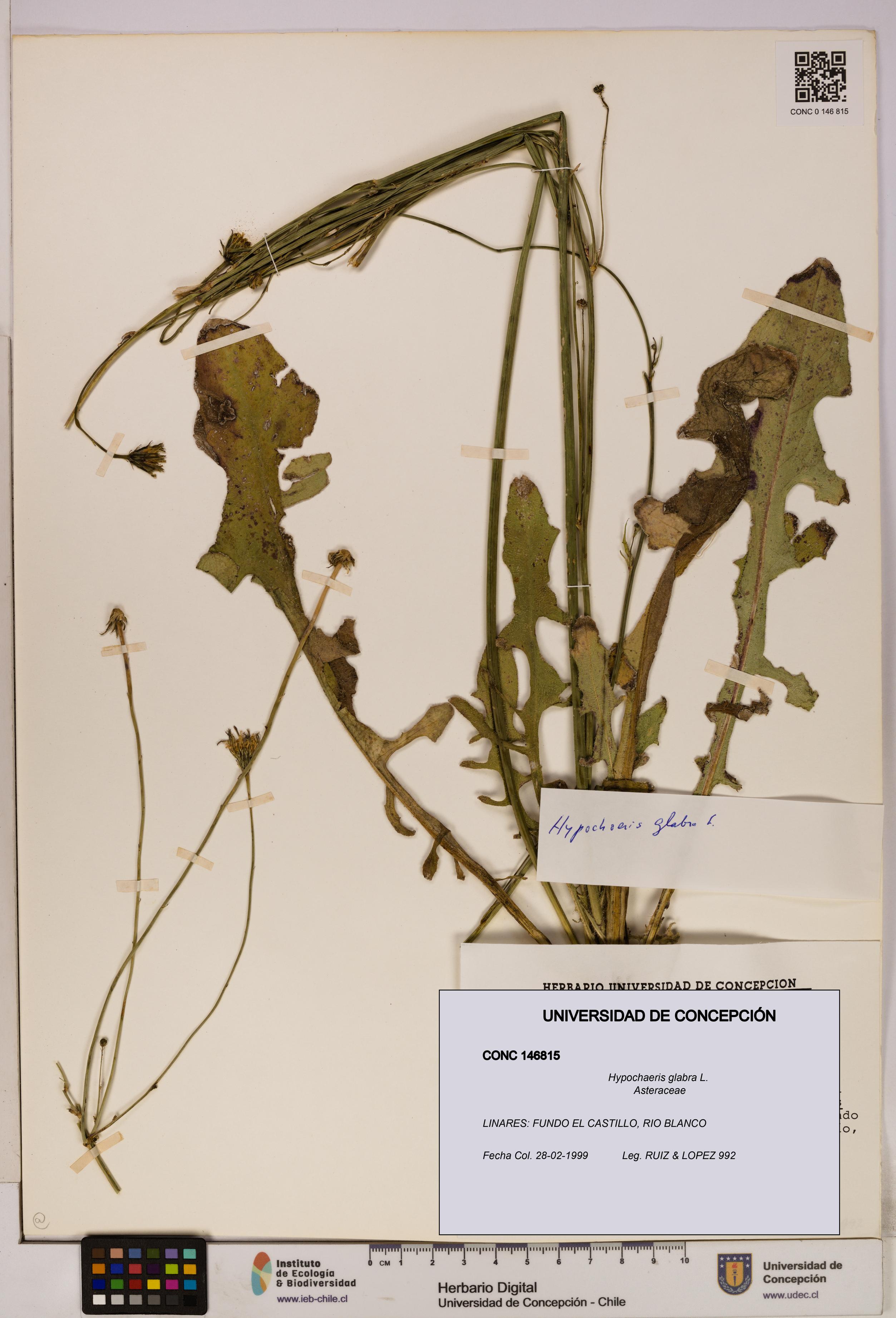 Hypochaeris glabra [Espécimen: UDEC:CONC:0146815]