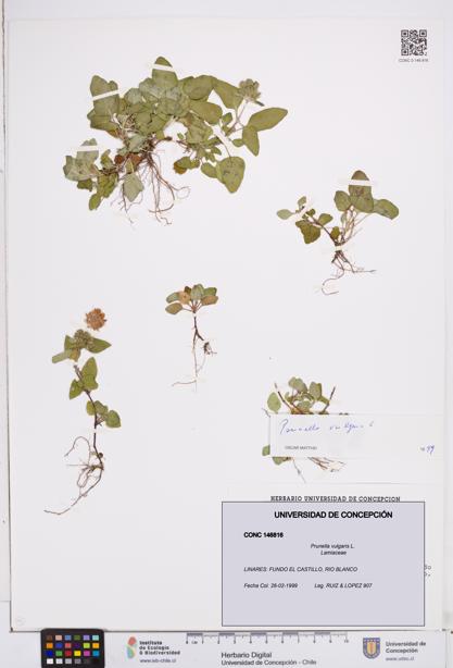 Prunella vulgaris [Espécimen: ]