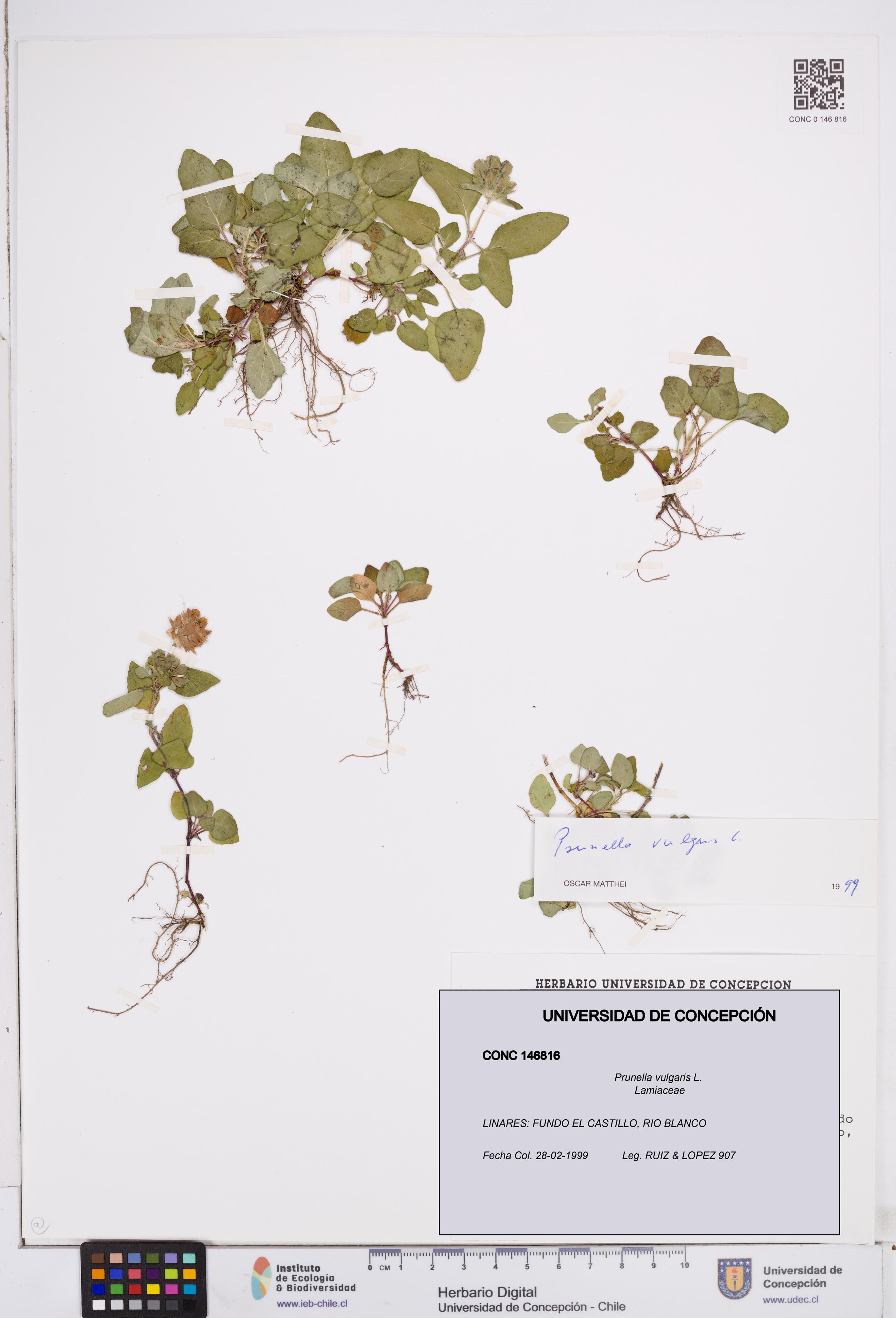 Prunella vulgaris [Espécimen: ]