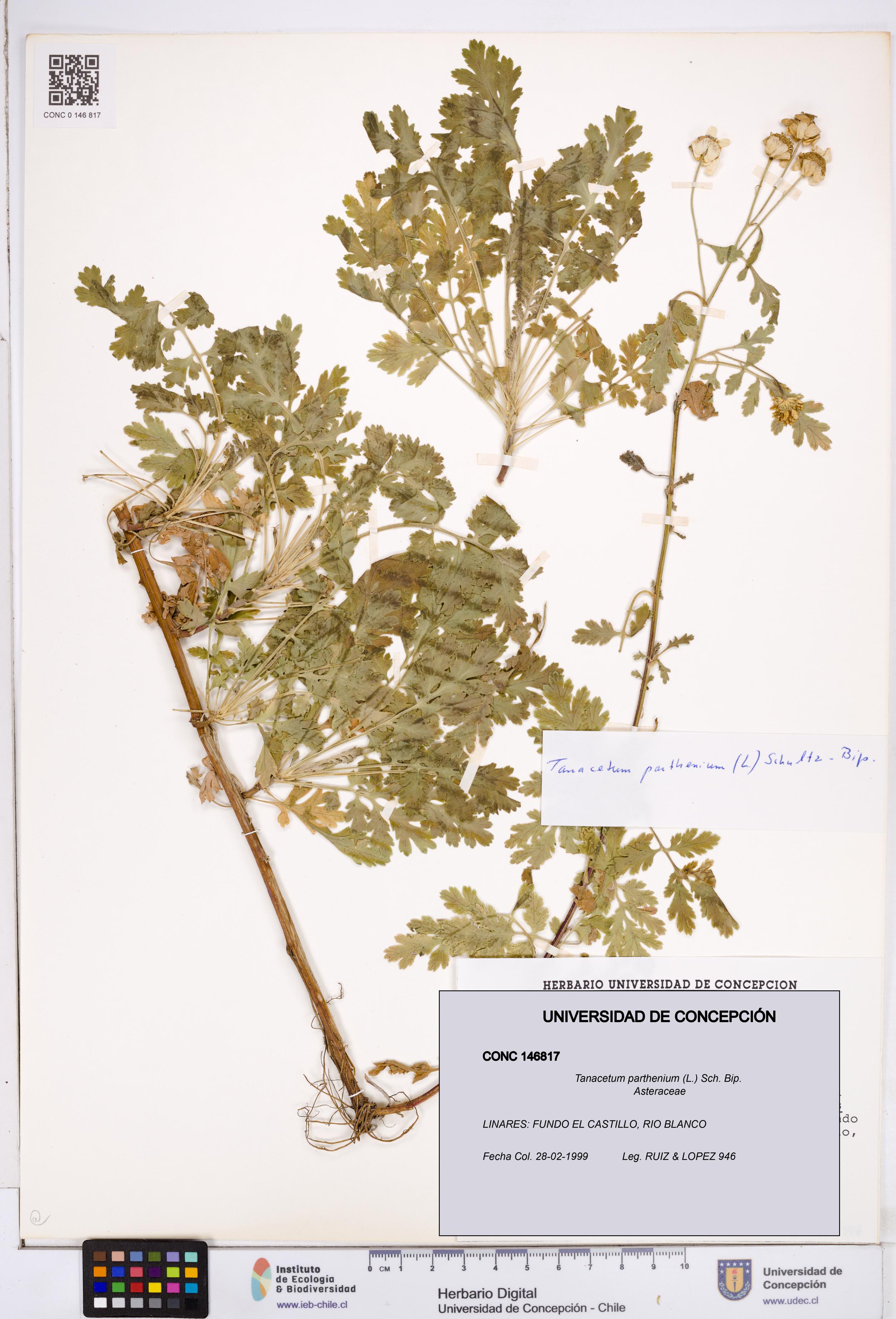 Tanacetum parthenium [Espécimen: ]