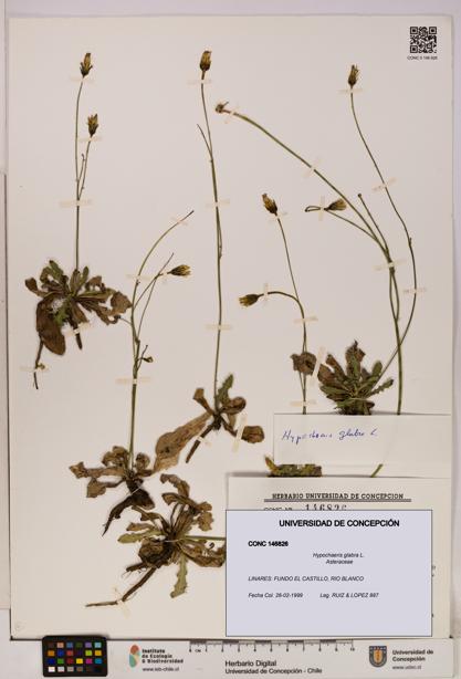 Hypochaeris glabra [Espécimen: UDEC:CONC:0146826]