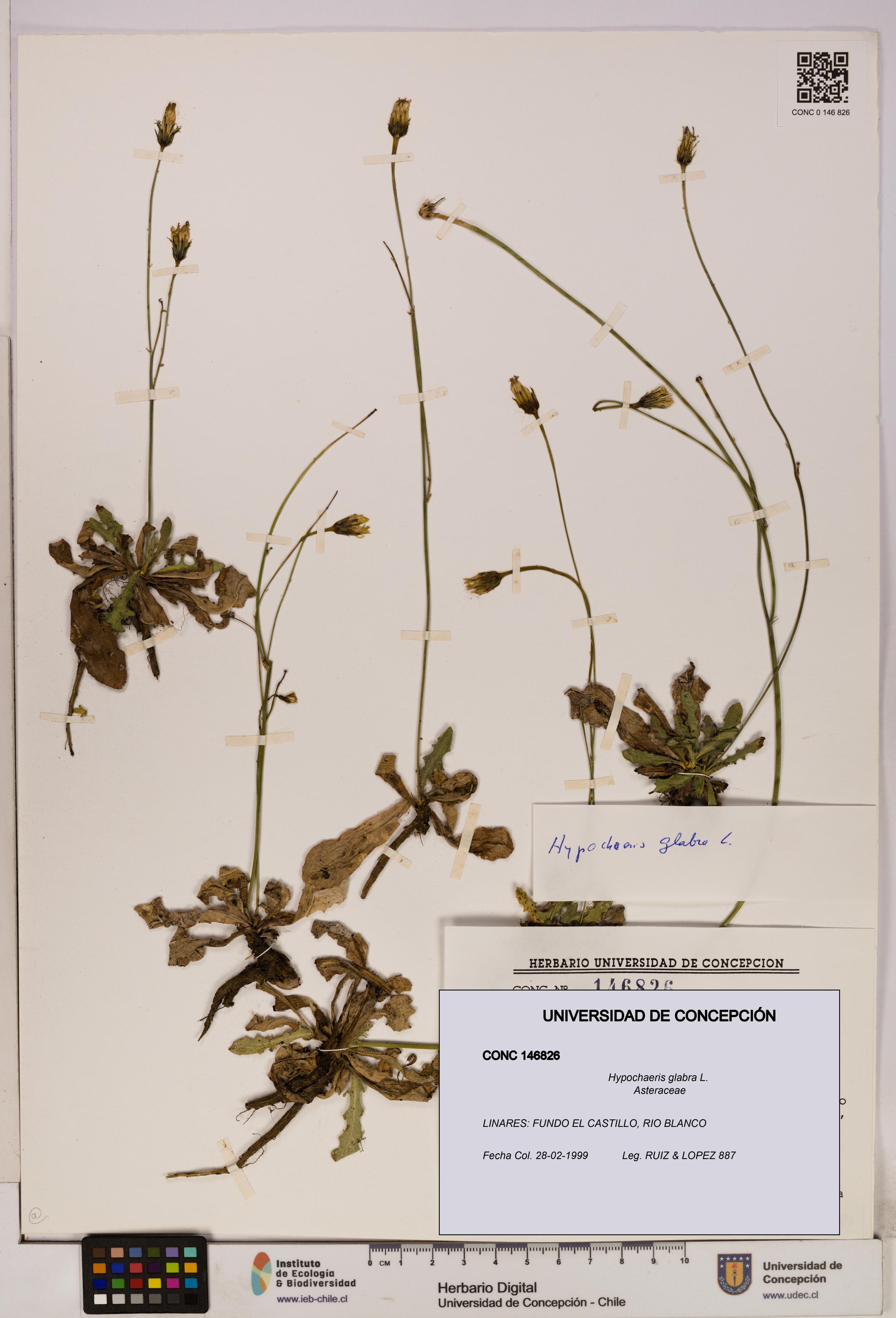 Hypochaeris glabra [Espécimen: UDEC:CONC:0146826]