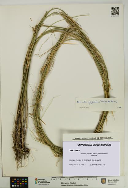 Nassella gigantea [Espécimen: UDEC:CONC:0146827]
