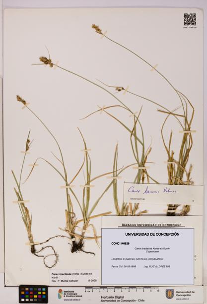 Carex bracteosa [Espécimen: UDEC:CONC:0146828]