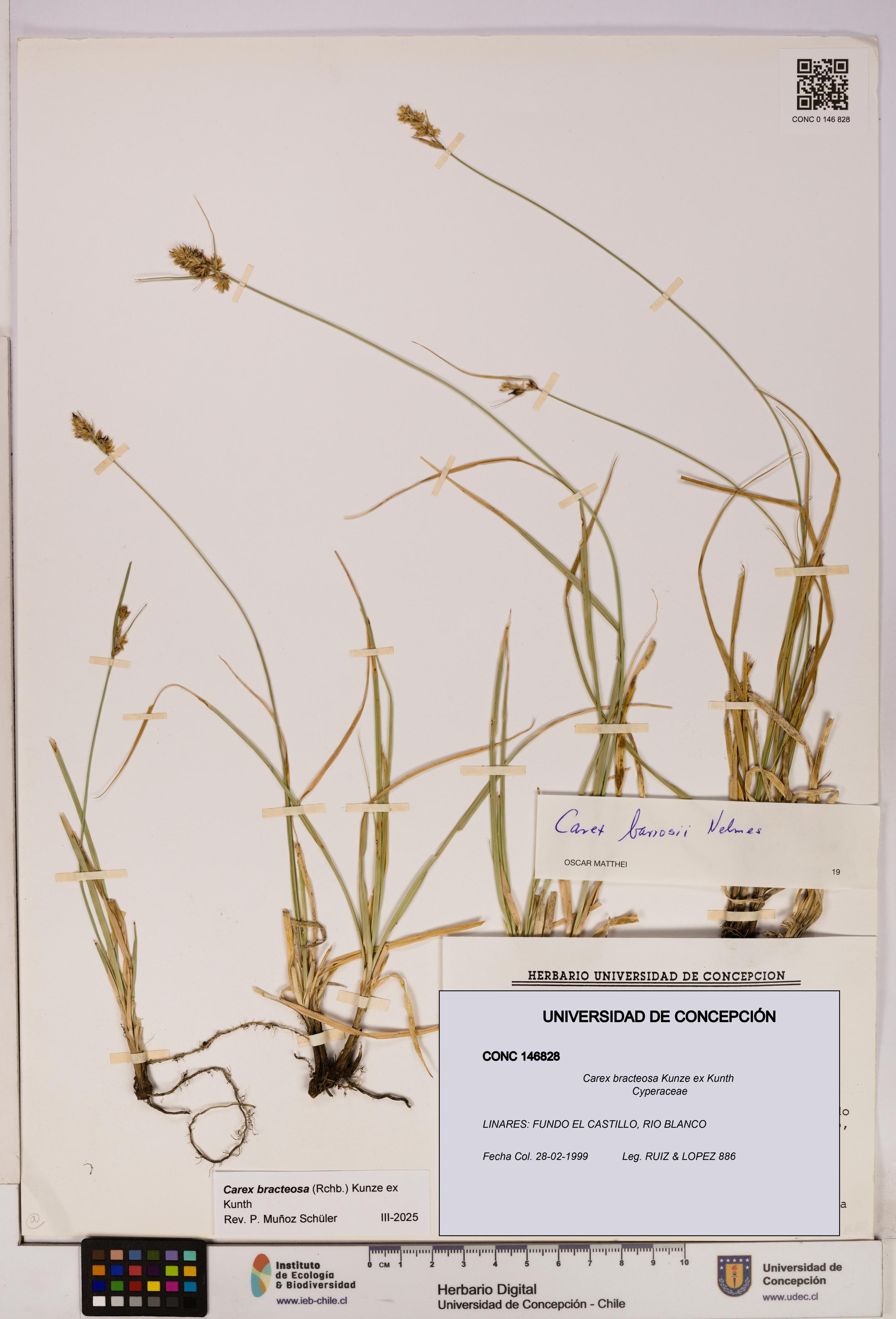 Carex bracteosa [Espécimen: UDEC:CONC:0146828]