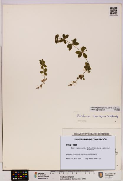 Galium hypocarpium subsp. hypocarpium [Espécimen: UDEC:CONC:0146838]
