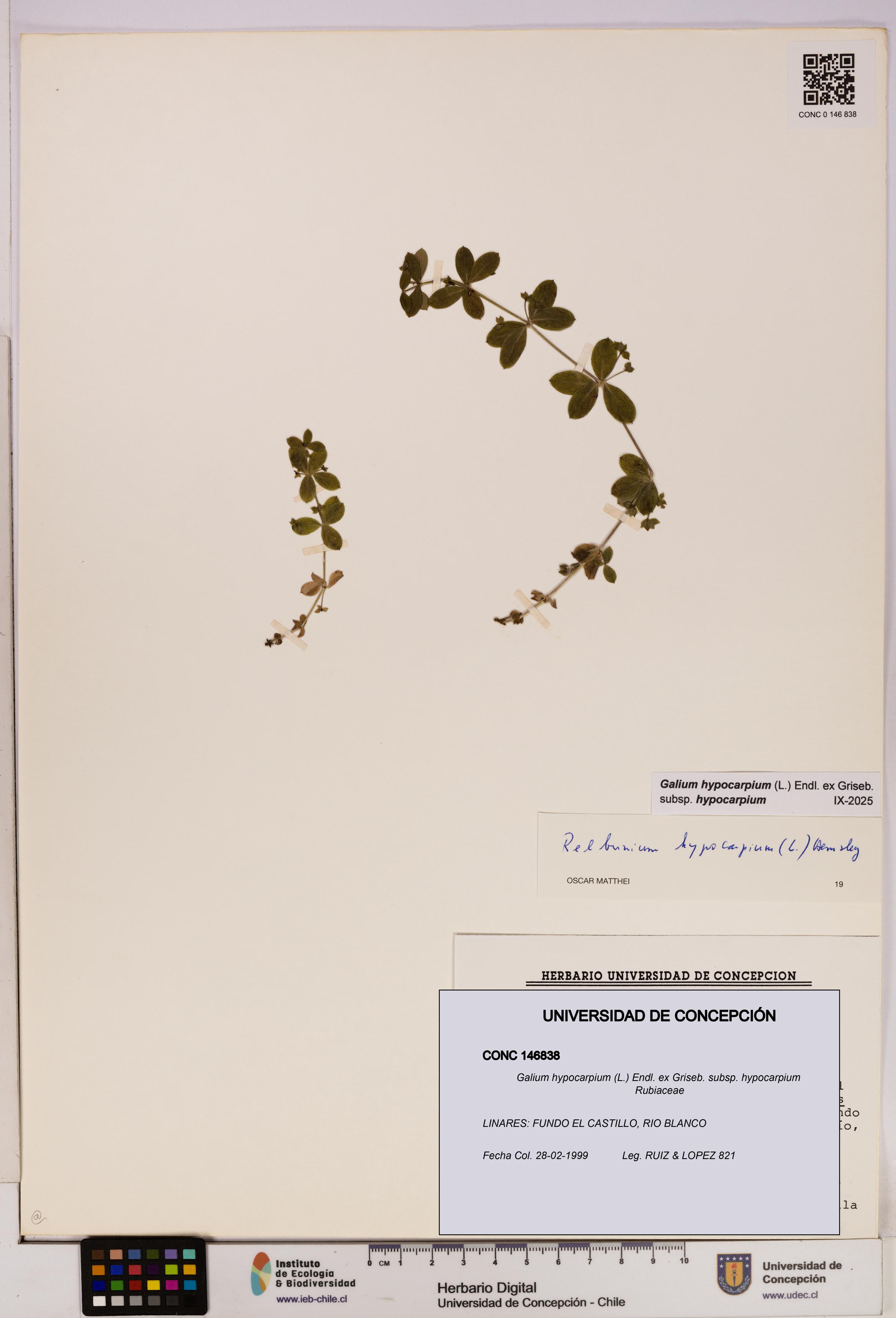 Galium hypocarpium subsp. hypocarpium [Espécimen: UDEC:CONC:0146838]