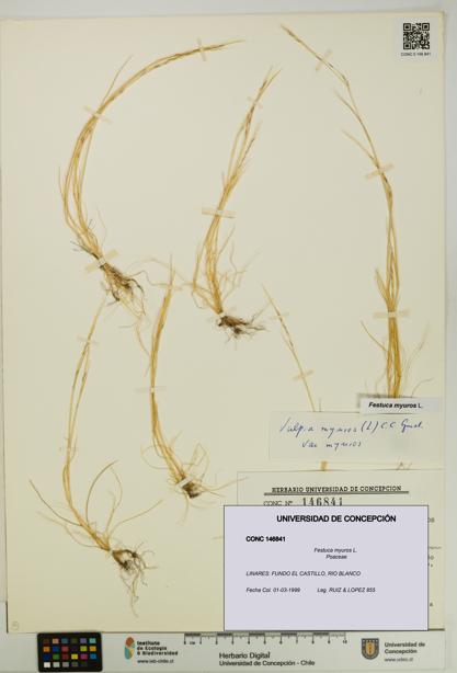 Festuca myuros [Espécimen: UDEC:CONC:0146841]