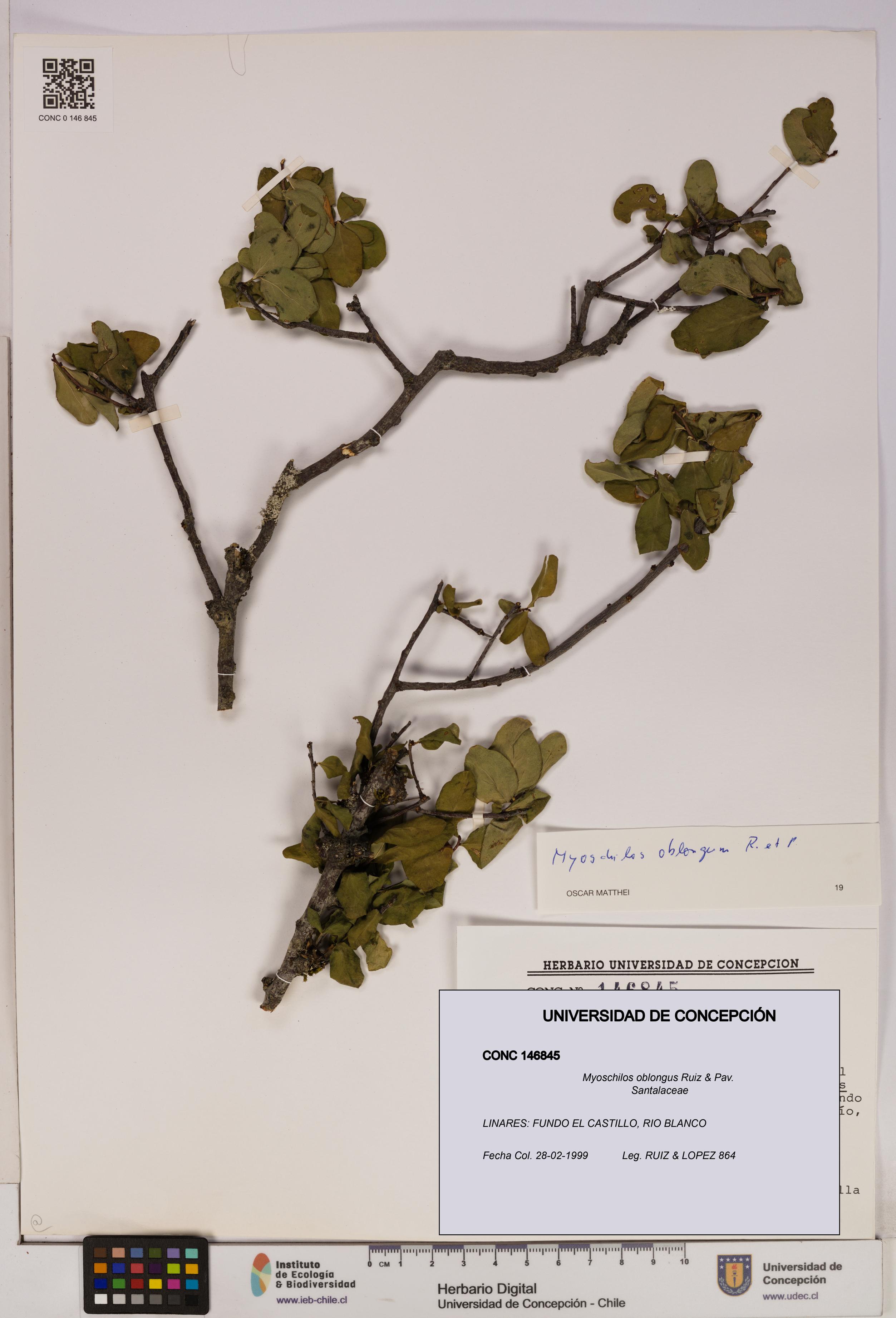 Myoschilos oblongus [Espécimen: UDEC:CONC:0146845]