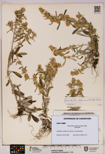 Gamochaeta americana [Espécimen: UDEC:CONC:0146862]