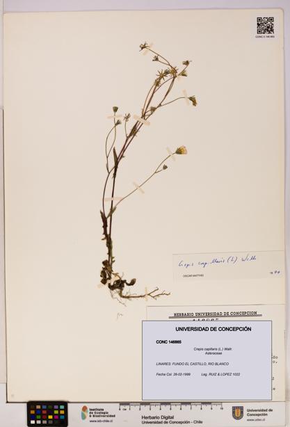 Crepis capillaris [Espécimen: UDEC:CONC:0146865]