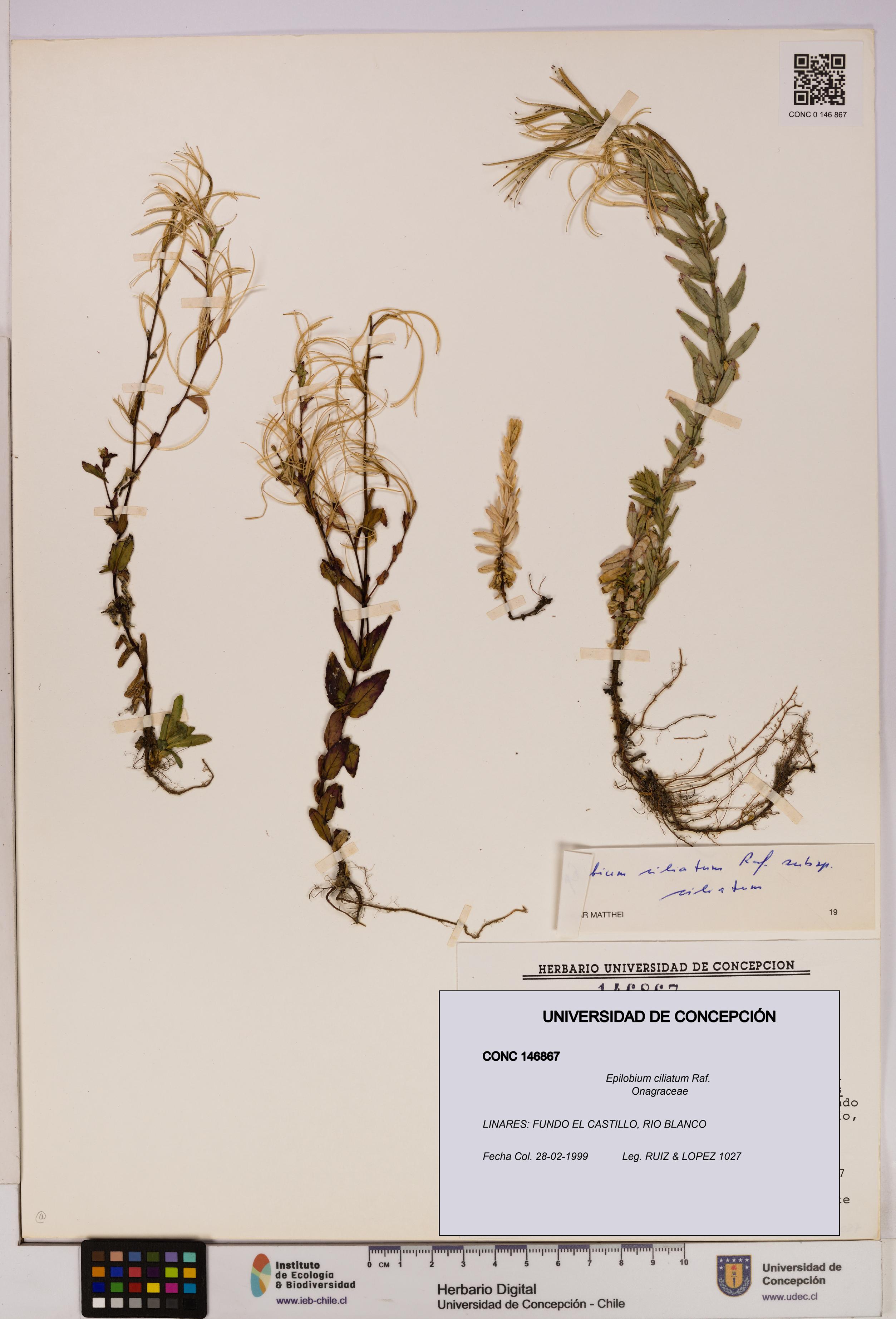 Epilobium ciliatum [Espécimen: UDEC:CONC:0146867]