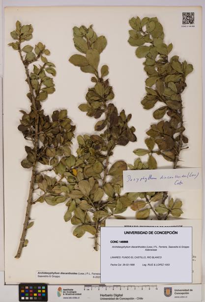 Archidasyphyllum diacanthoides [Espécimen: UDEC:CONC:0146868]