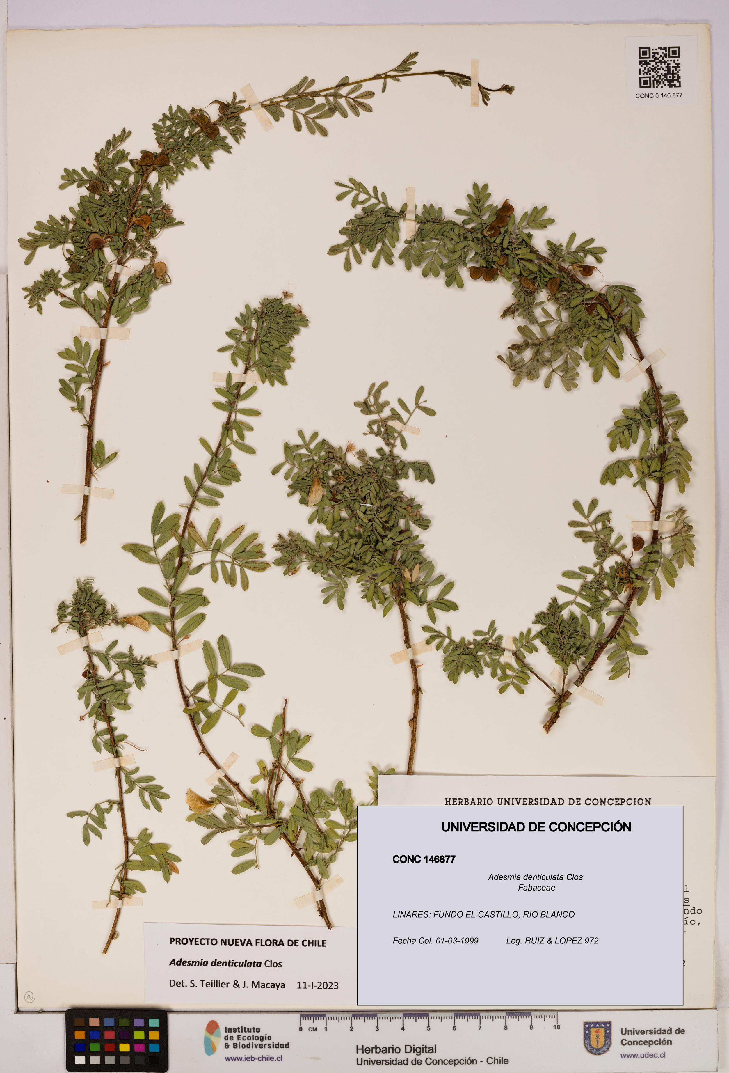 Adesmia denticulata [Espécimen: UDEC:CONC:0146877]
