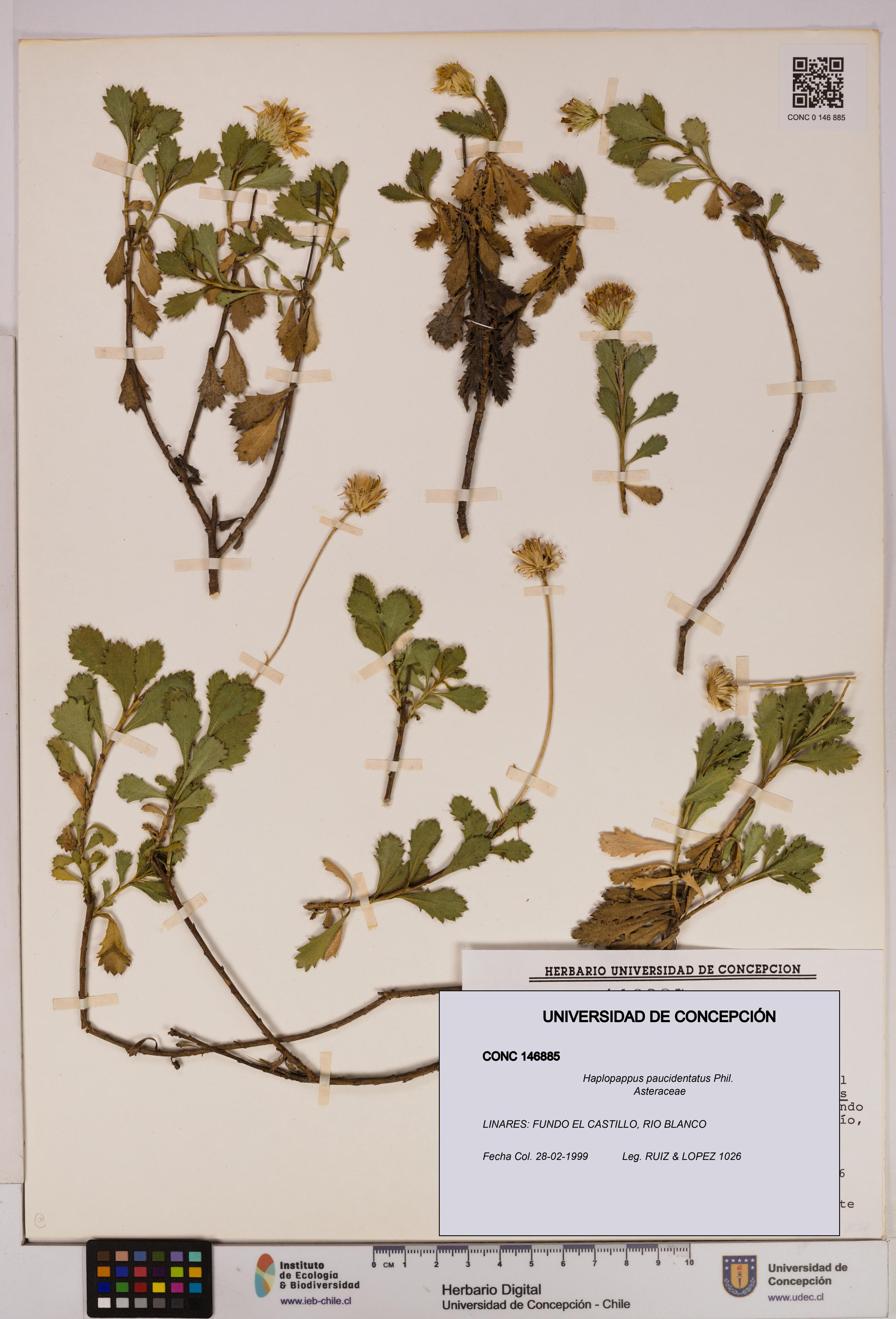 Haplopappus paucidentatus [Espécimen: UDEC:CONC:0146885]