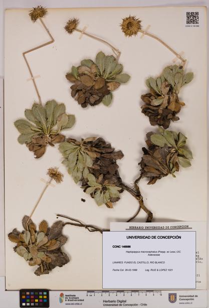 Haplopappus macrocephalus [Espécimen: UDEC:CONC:0146886]