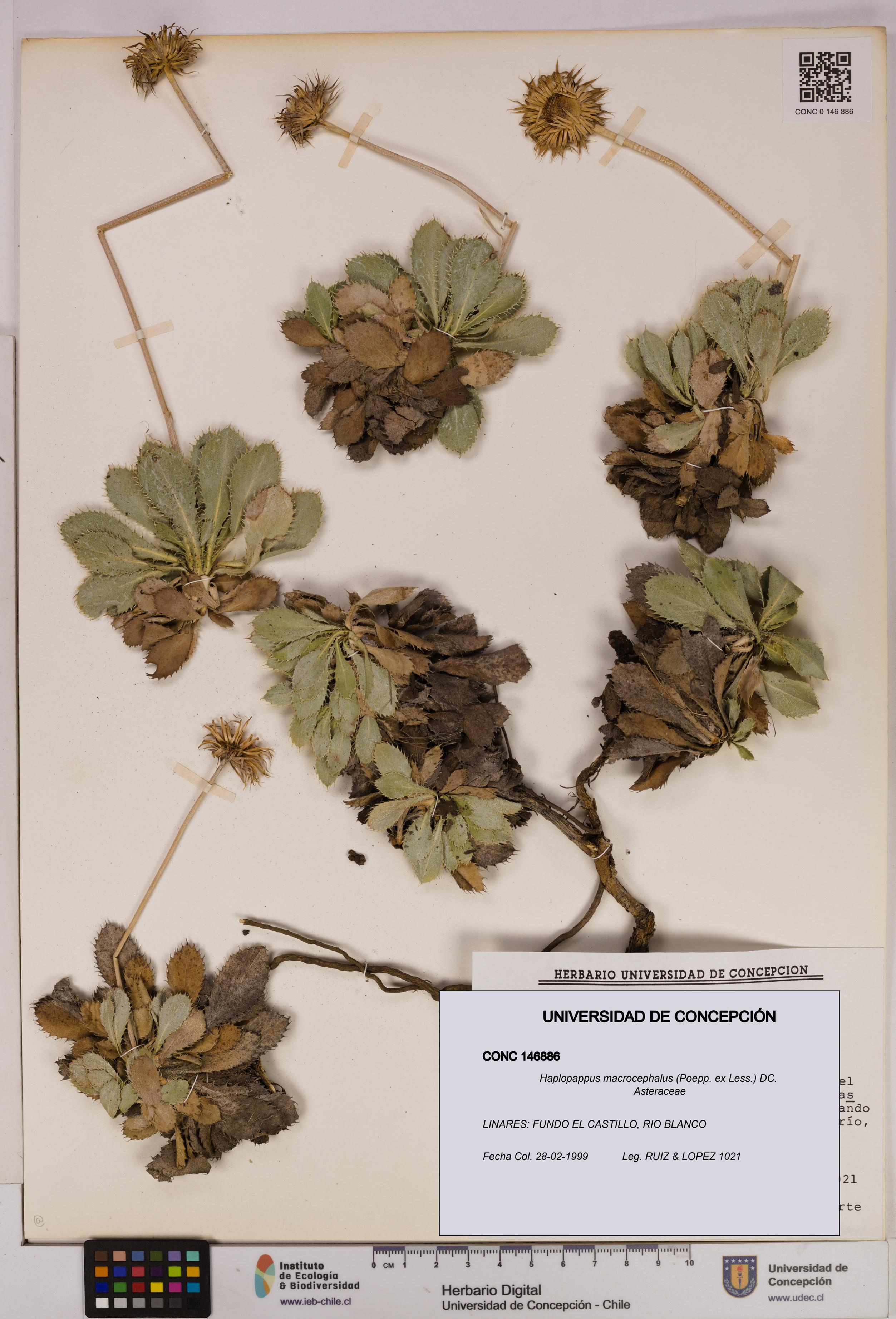 Haplopappus macrocephalus [Espécimen: UDEC:CONC:0146886]