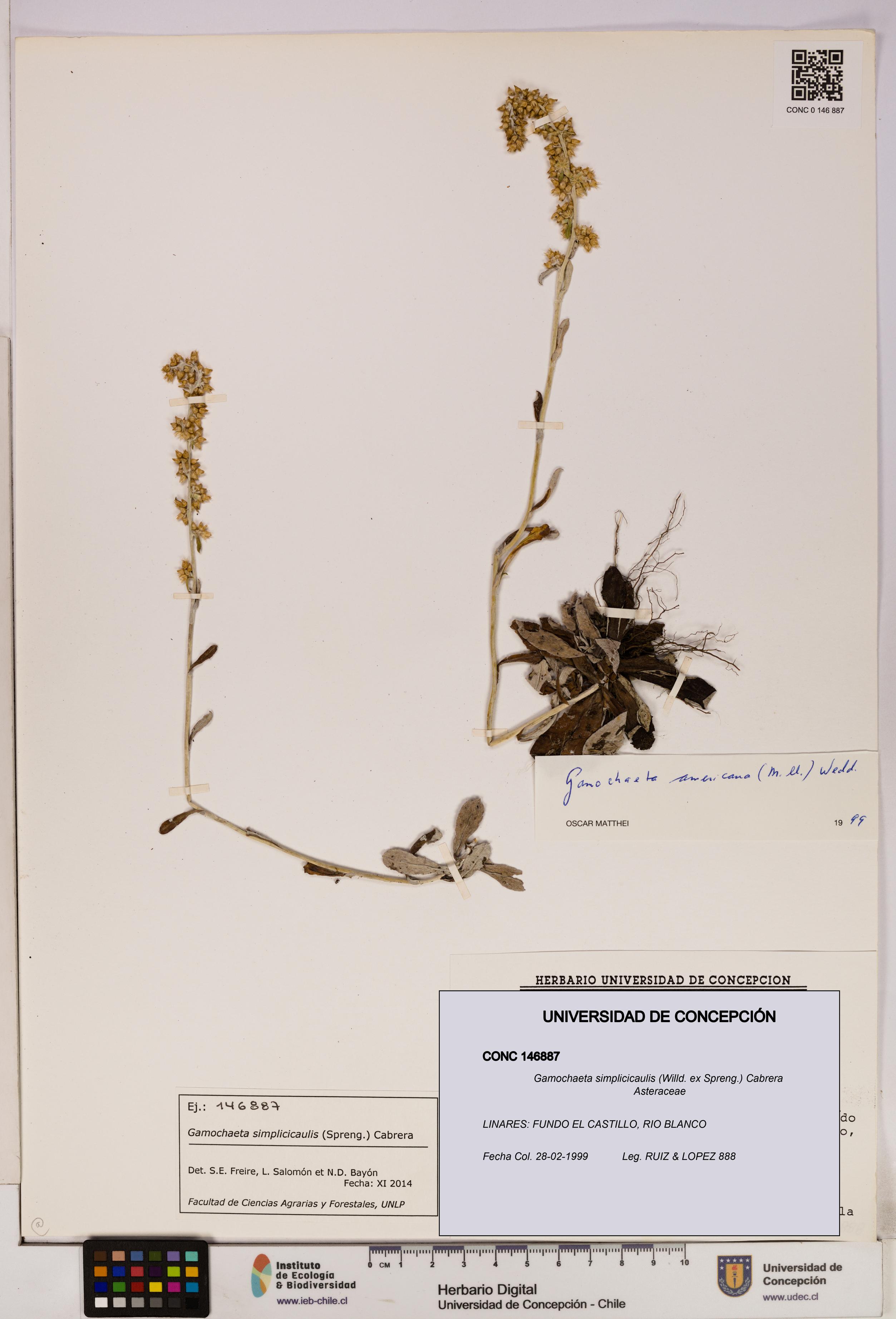 Gamochaeta simplicicaulis [Espécimen: UDEC:CONC:0146887]