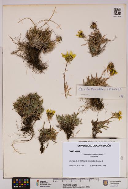 Chaetanthera chilensis [Espécimen: UDEC:CONC:0146889]