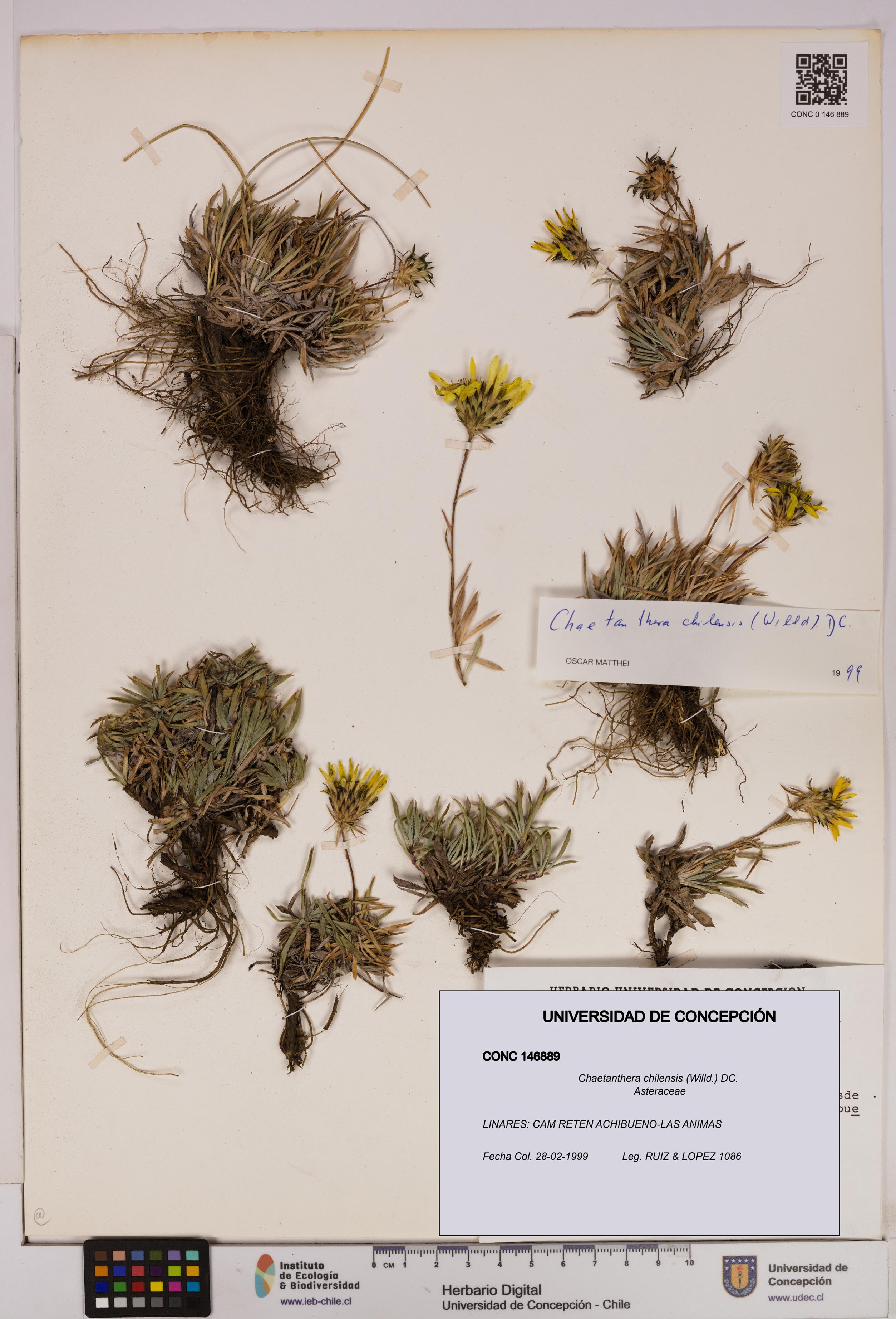 Chaetanthera chilensis [Espécimen: UDEC:CONC:0146889]