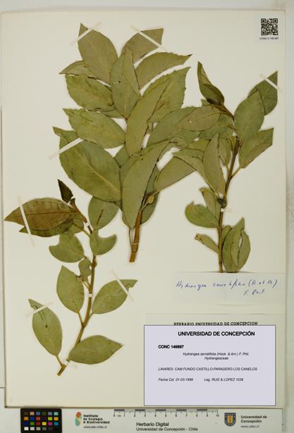 Hydrangea serratifolia [Espécimen: UDEC:CONC:0146897]