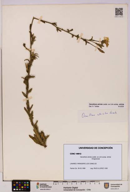 Oenothera stricta subsp. stricta [Espécimen: UDEC:CONC:0146912]