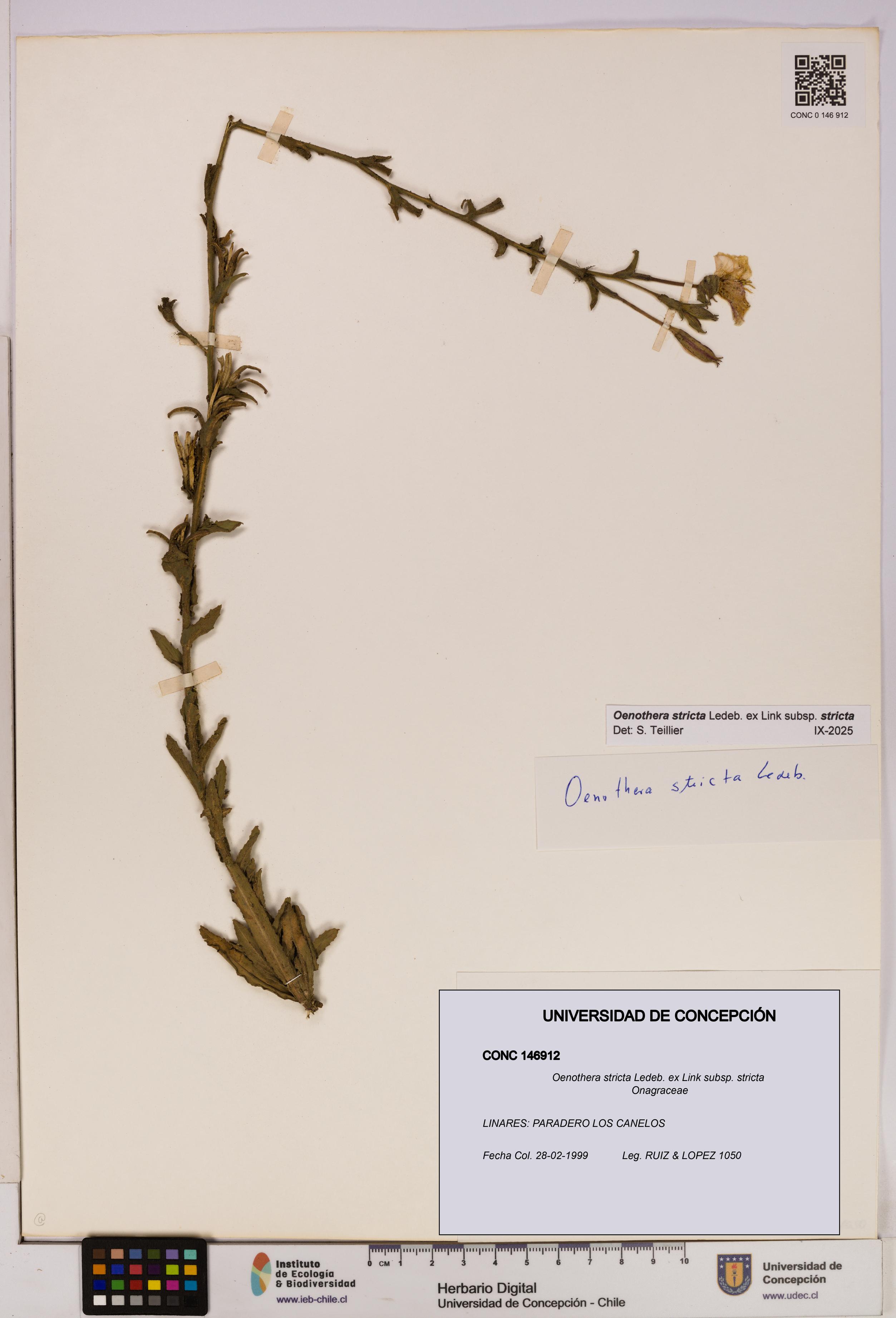 Oenothera stricta subsp. stricta [Espécimen: UDEC:CONC:0146912]