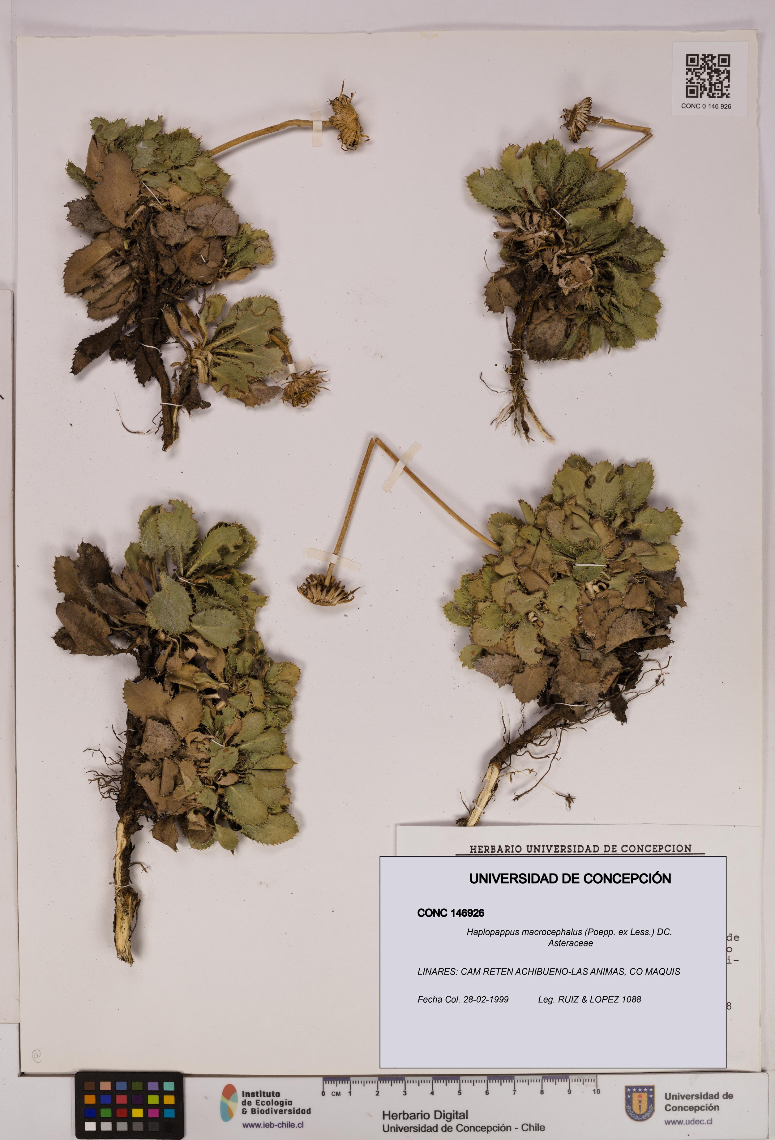 Haplopappus macrocephalus [Espécimen: UDEC:CONC:0146926]