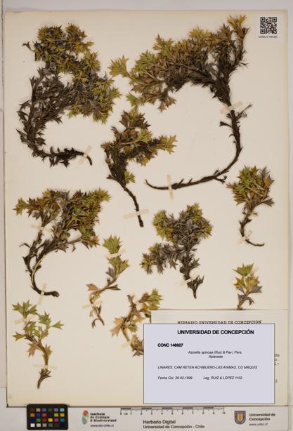 Azorella spinosa [Espécimen: ]