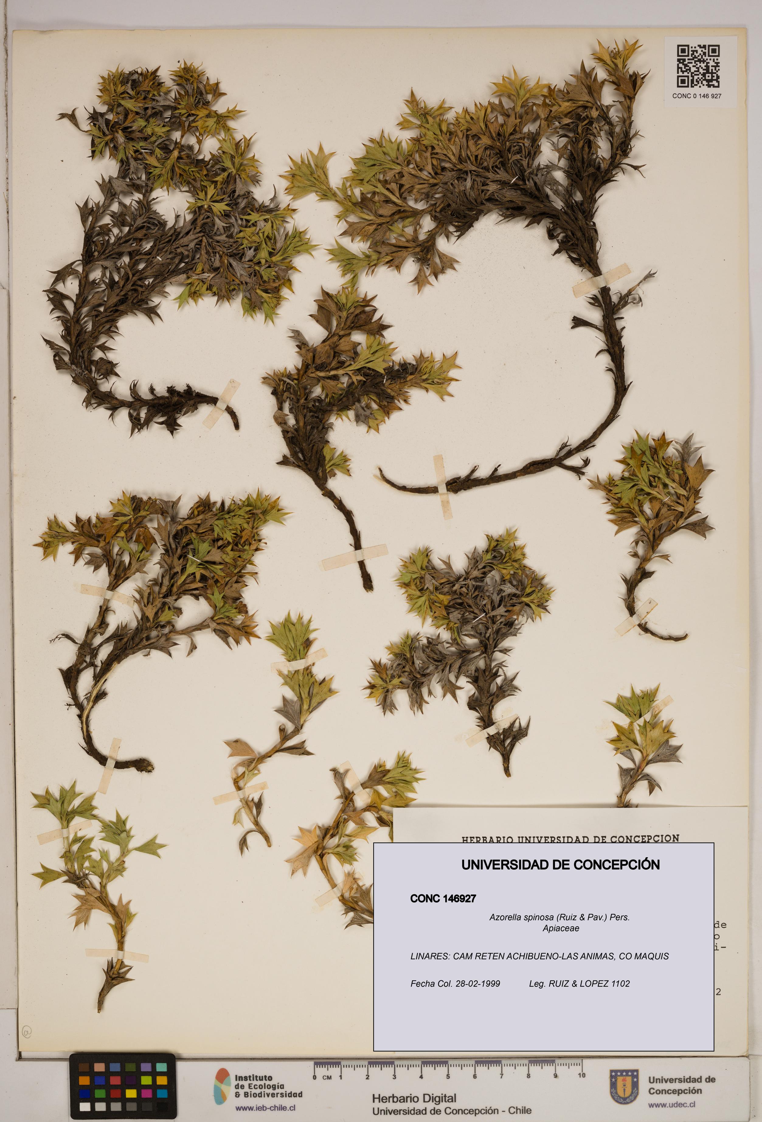 Azorella spinosa [Espécimen: ]