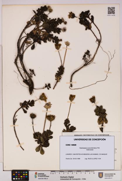 Haplopappus paucidentatus [Espécimen: UDEC:CONC:0146928]