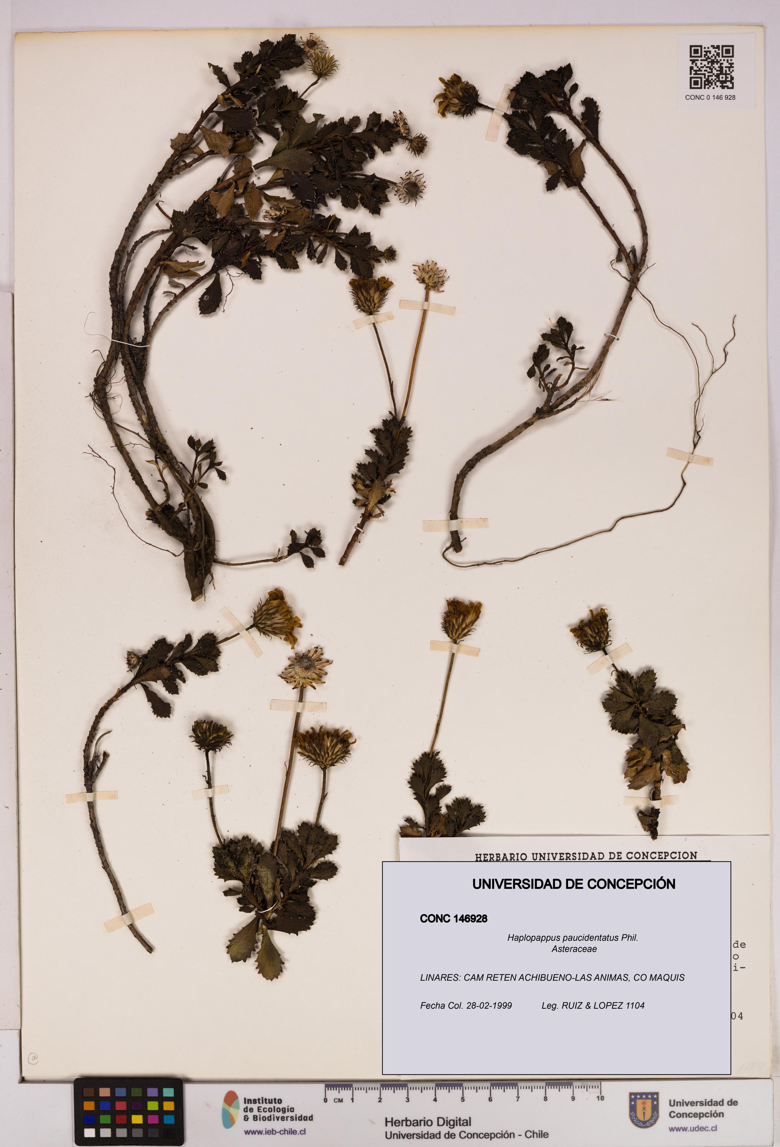 Haplopappus paucidentatus [Espécimen: UDEC:CONC:0146928]