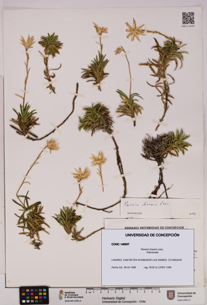 Perezia linearis [Espécimen: UDEC:CONC:0146937]