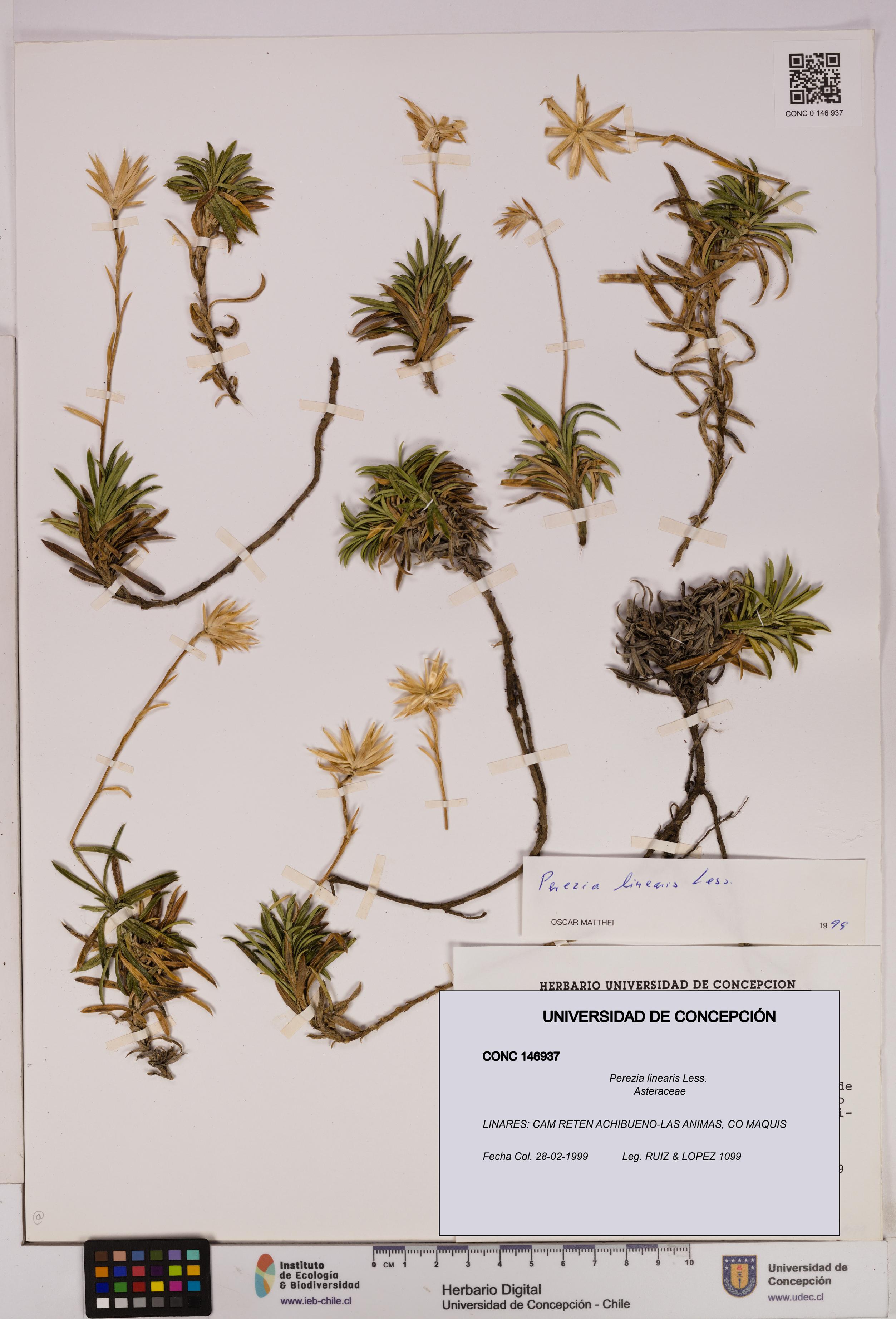 Perezia linearis [Espécimen: UDEC:CONC:0146937]