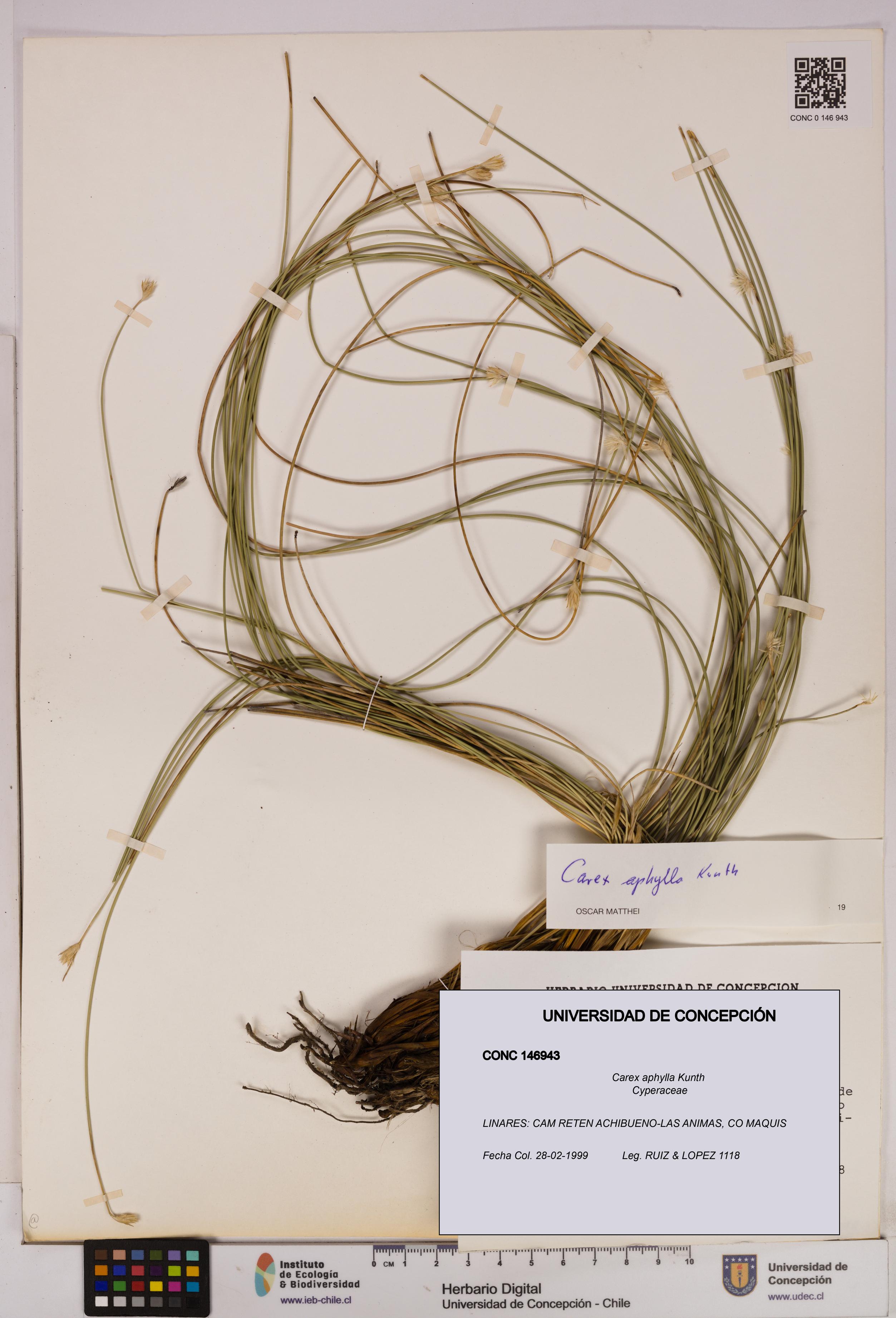 Carex aphylla [Espécimen: UDEC:CONC:0146943]