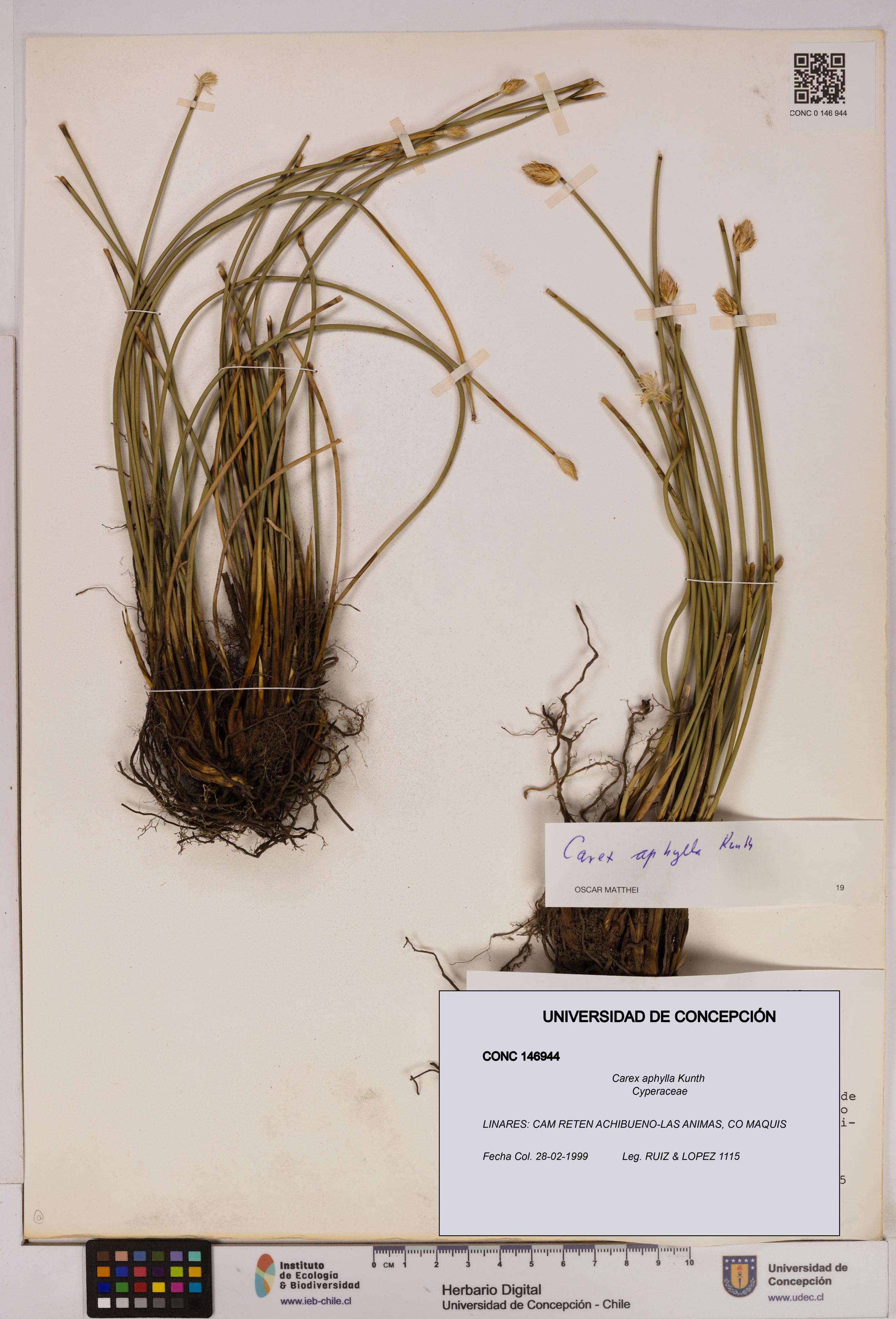 Carex aphylla [Espécimen: UDEC:CONC:0146944]