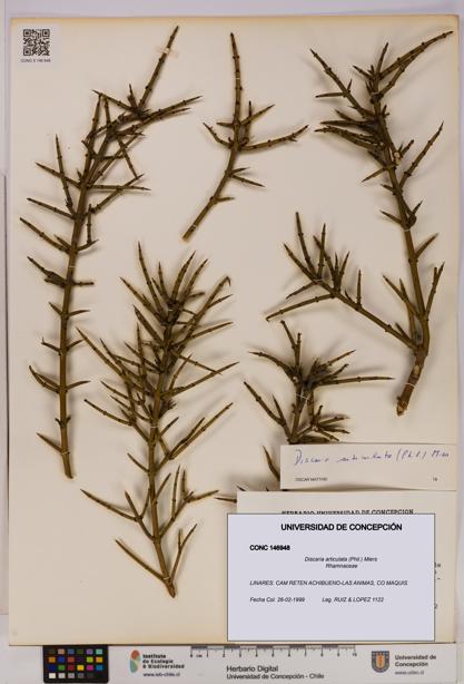 Discaria articulata [Espécimen: UDEC:CONC:0146948]