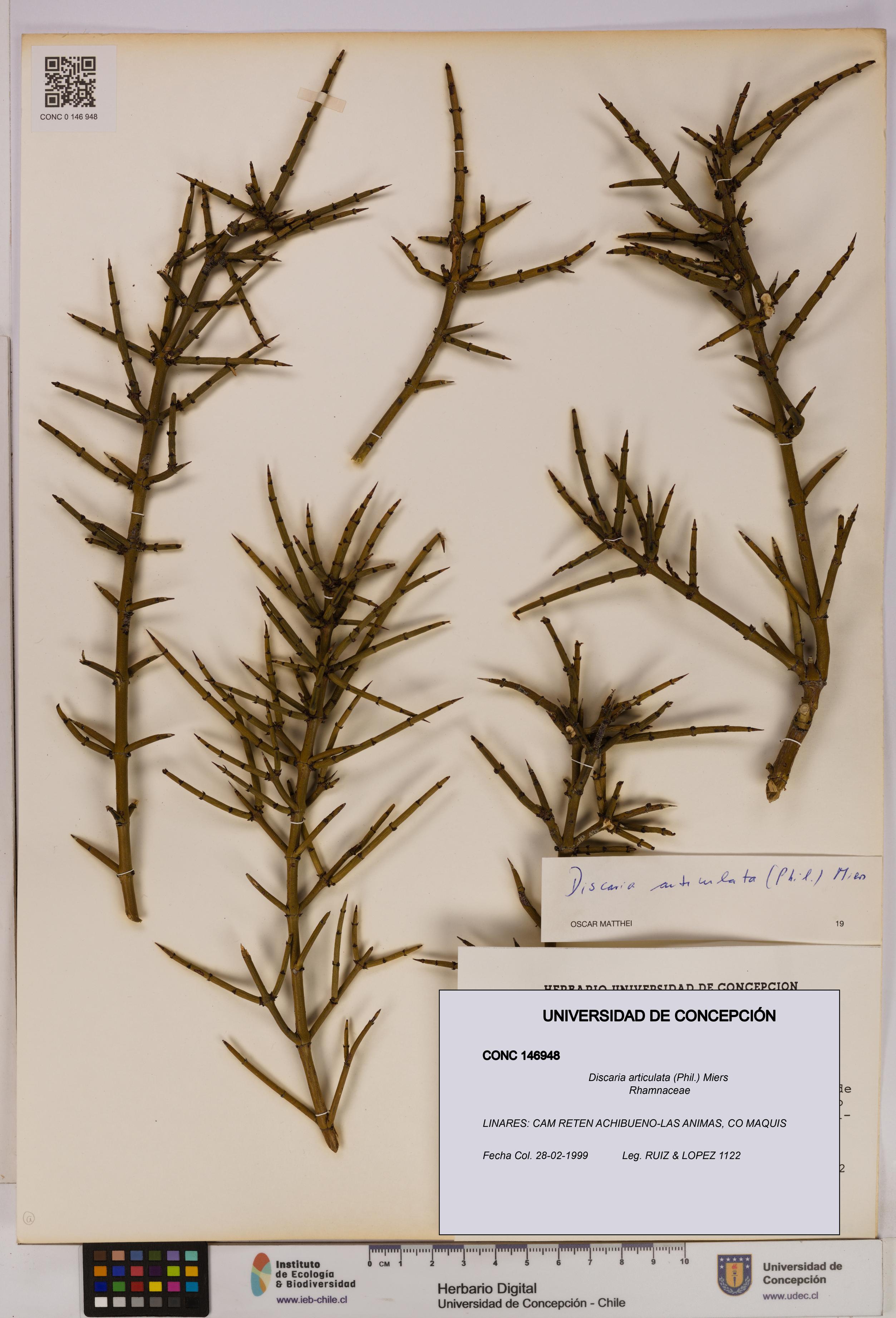 Discaria articulata [Espécimen: UDEC:CONC:0146948]