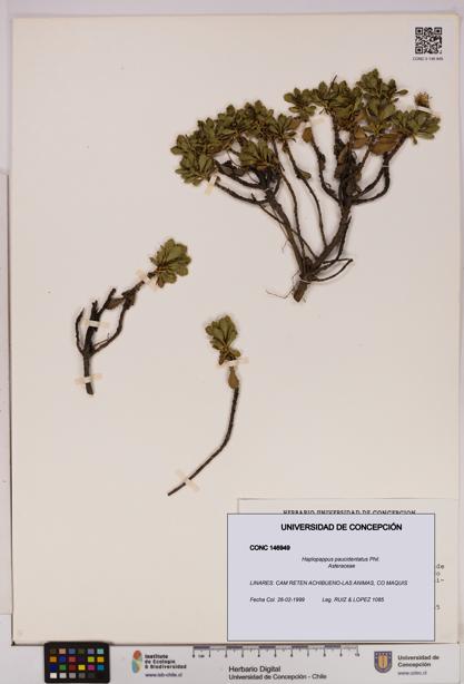 Haplopappus paucidentatus [Espécimen: UDEC:CONC:0146949]