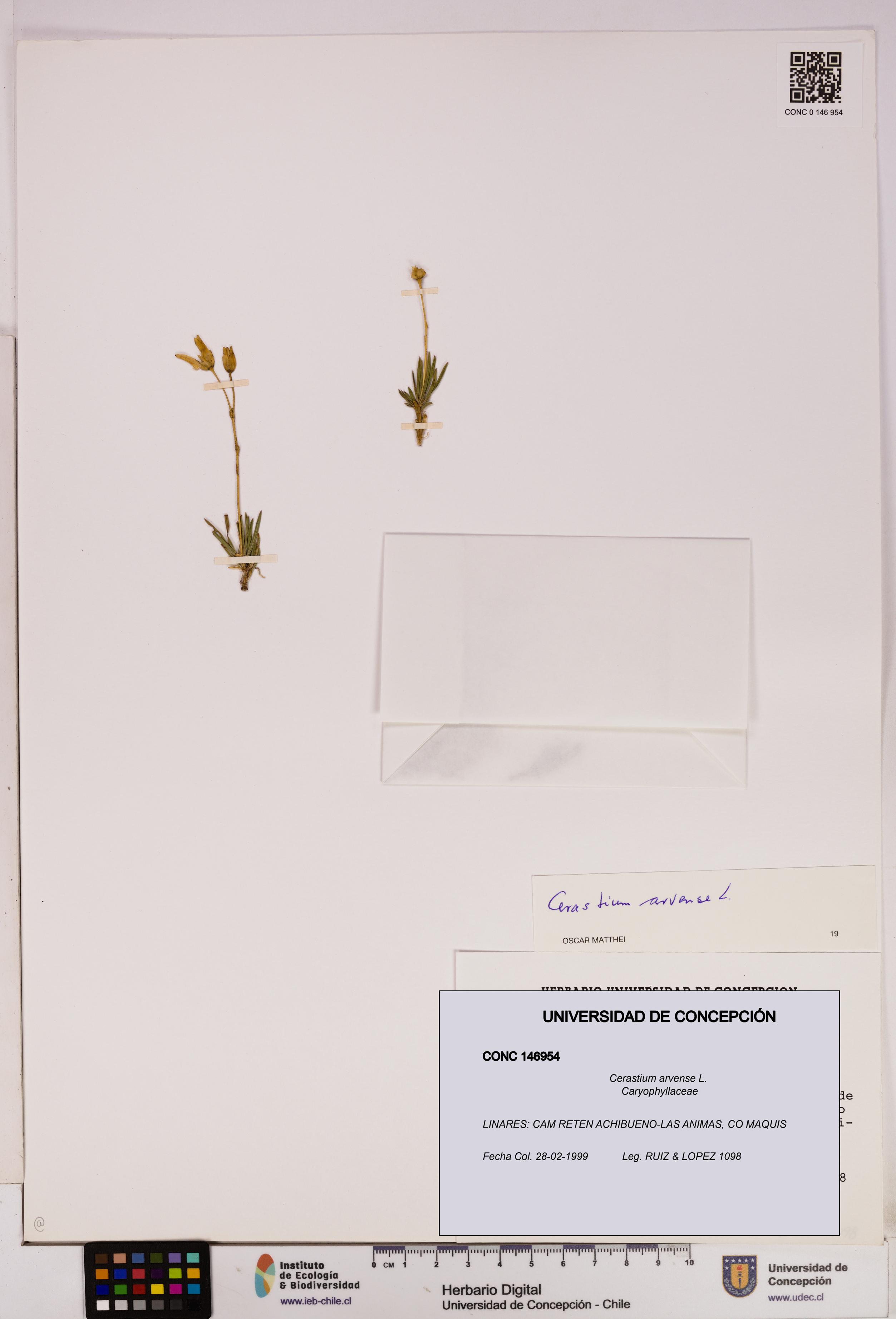 Cerastium arvense [Espécimen: UDEC:CONC:0146954]