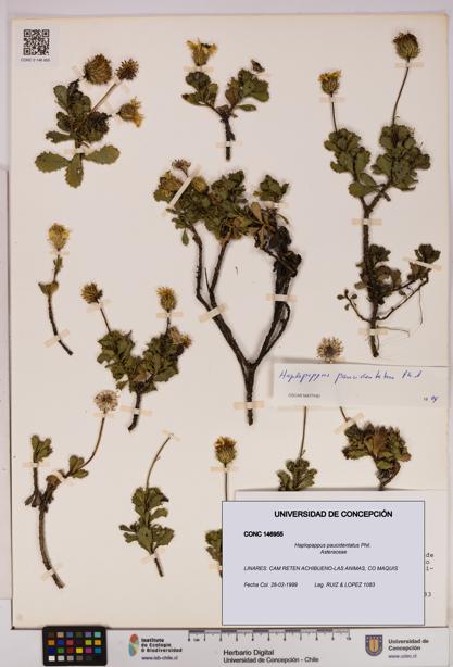 Haplopappus paucidentatus [Espécimen: UDEC:CONC:0146955]