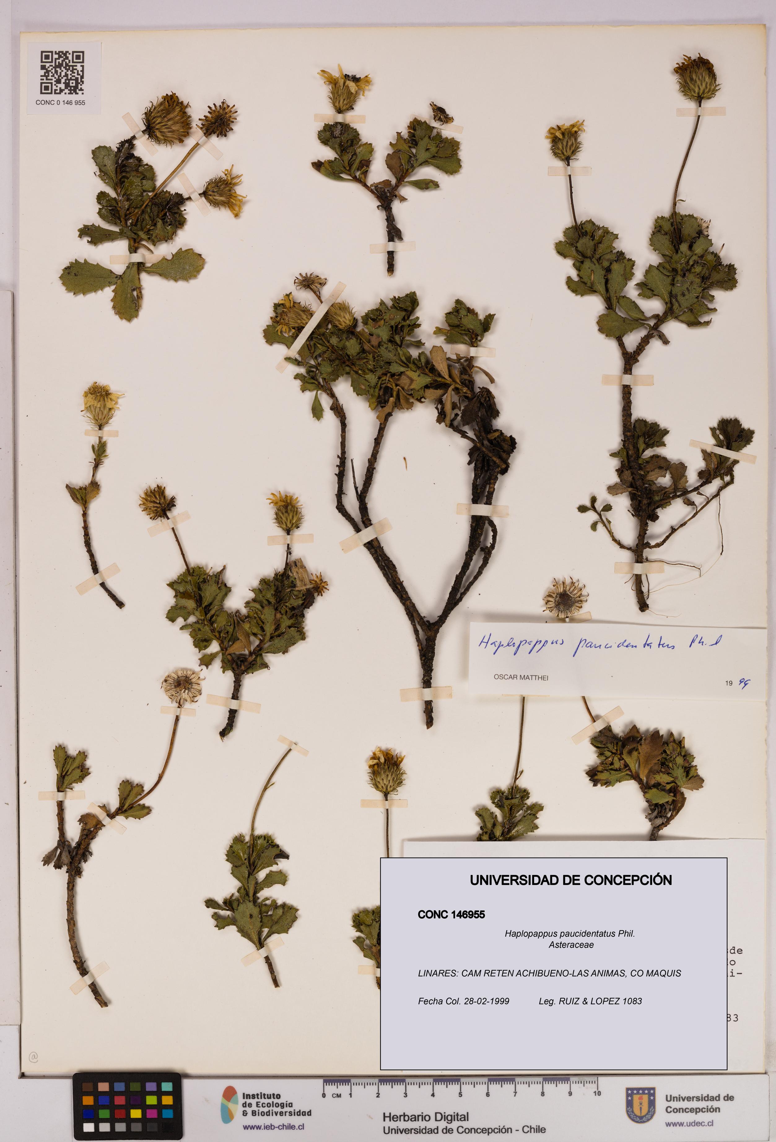 Haplopappus paucidentatus [Espécimen: UDEC:CONC:0146955]