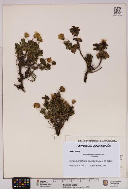 Haplopappus paucidentatus [Espécimen: UDEC:CONC:0146958]