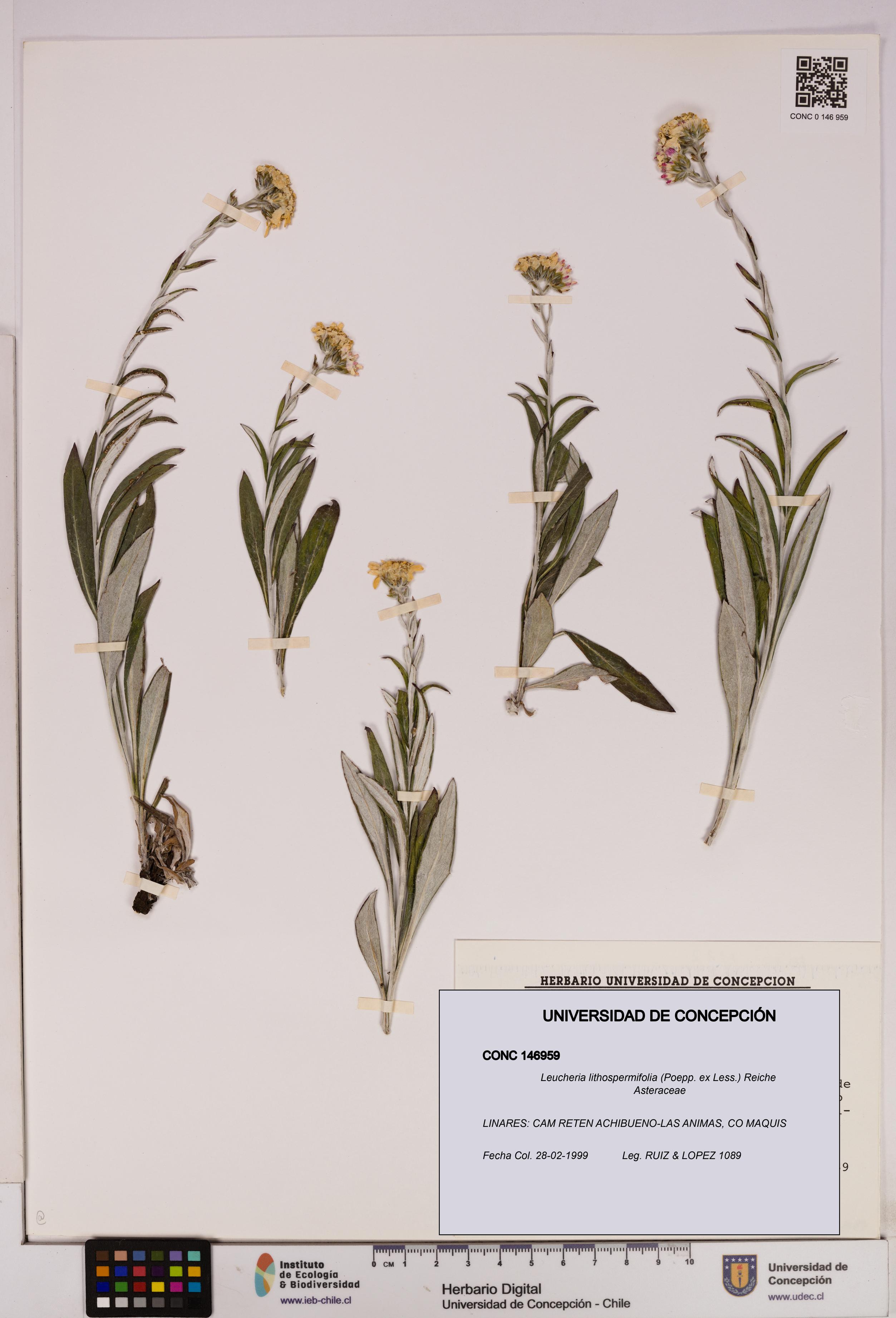 Leucheria lithospermifolia [Espécimen: UDEC:CONC:0146959]