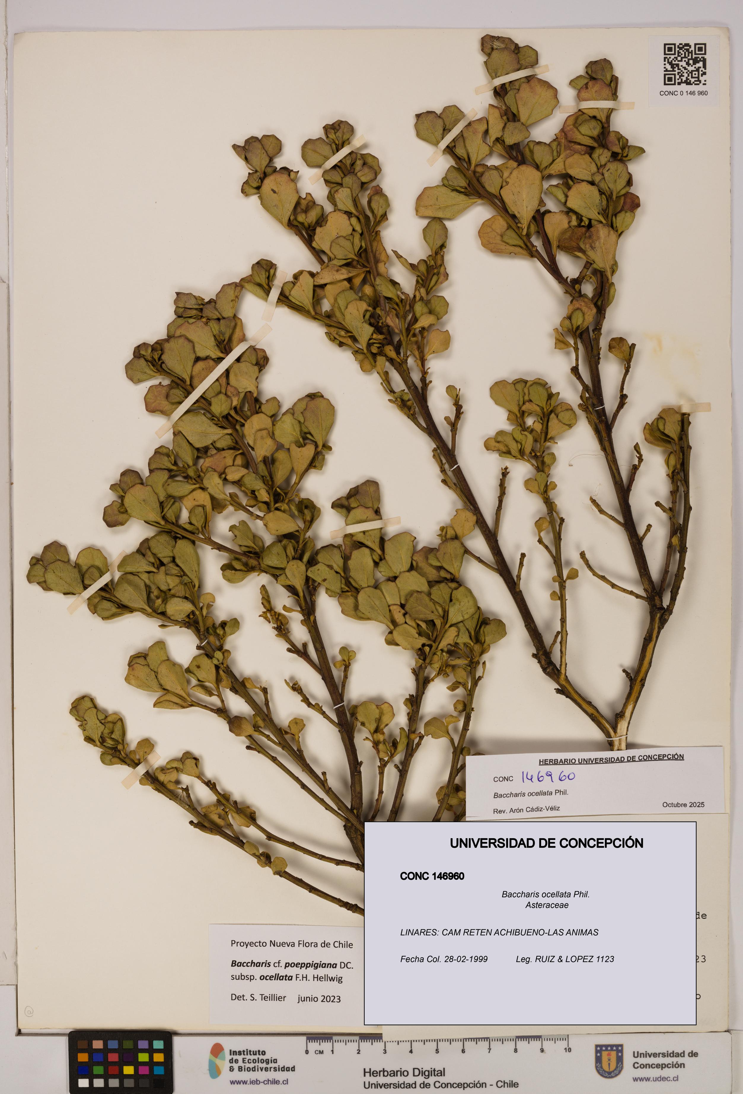 Baccharis ocellata [Espécimen: UDEC:CONC:0146960]
