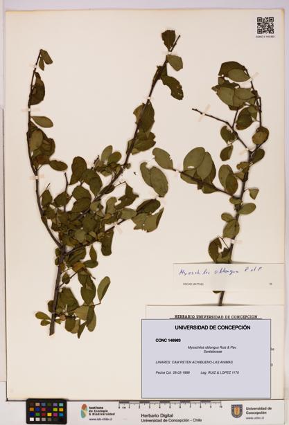 Myoschilos oblongus [Espécimen: UDEC:CONC:0146963]